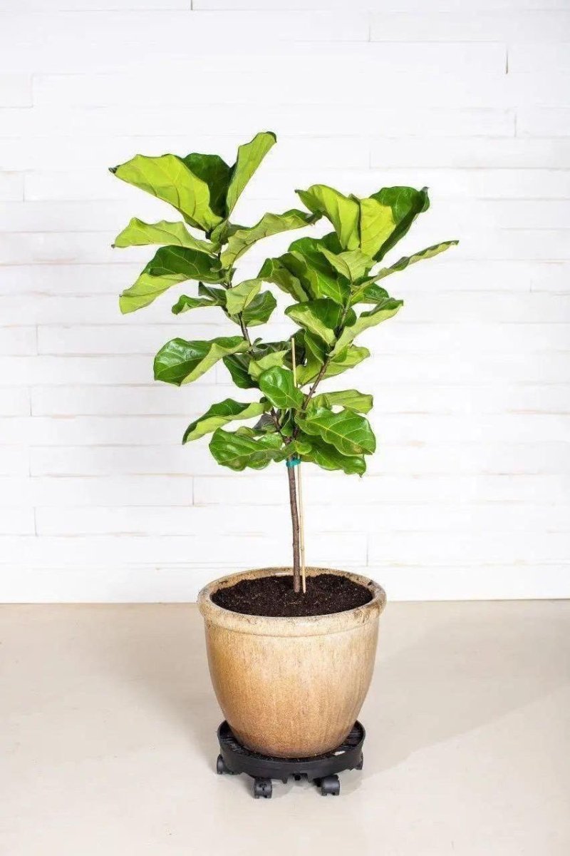 GreenStalk Garden Ultimate Spinner With Wheel Kit - Ed's Plant Shop