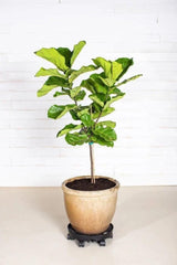 GreenStalk Garden Ultimate Spinner With Wheel Kit - Ed's Plant Shop