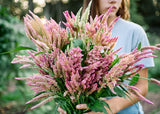 Person holding a large bouquet of Celosia flowers