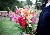 Person holding a bouquet of multicolor snapdragon flowers outdoors