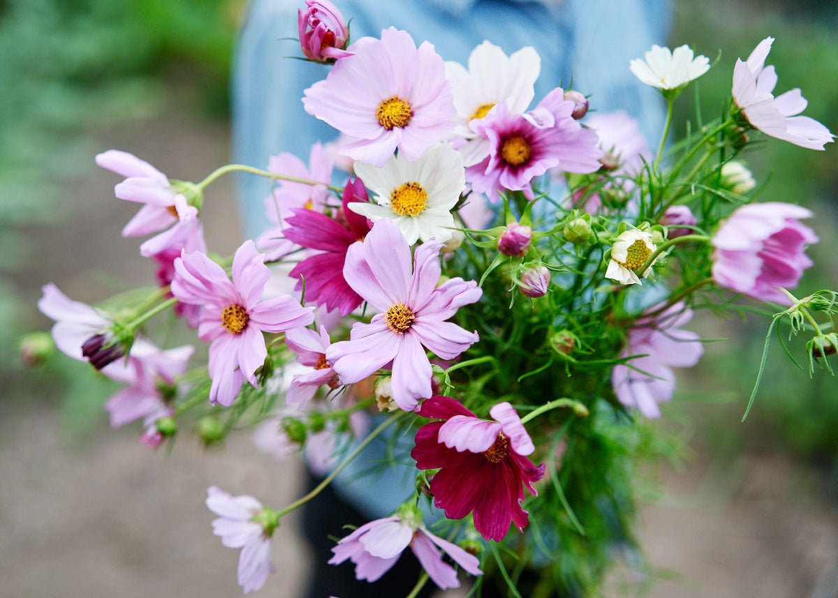 Boquet of pink and white cosmos up close