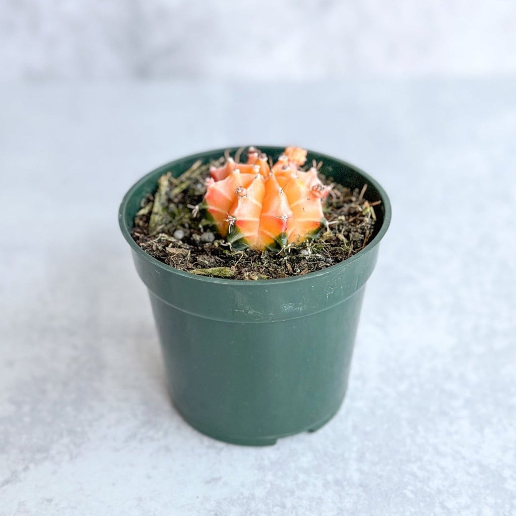 Gymnocalycium friedrichii - Chin Cactus - Ed's Plant Shop