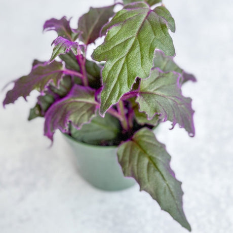 Gynura aurantiaca Purple Passion plant in nursery pot, showing velvety purple stems and green leaves.