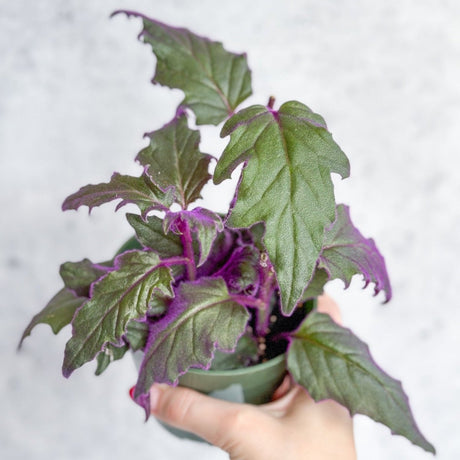 Velvet Purple Passion plant with deep green and violet-tinted leaves in small pot held by hand.