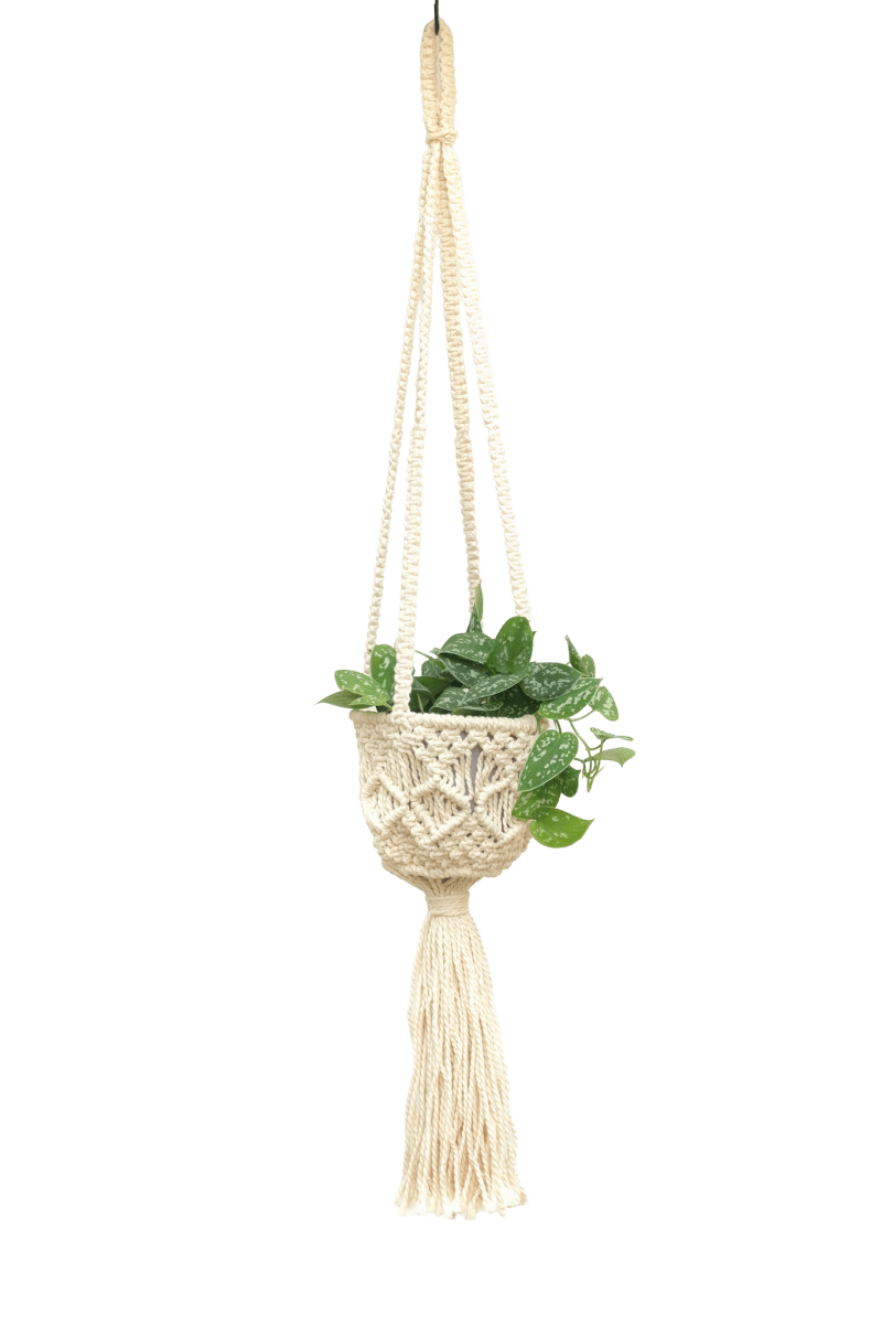 Handmade macrame cotton plant hanger with green trailing plant in a 6-inch pot, hanging against a black background.