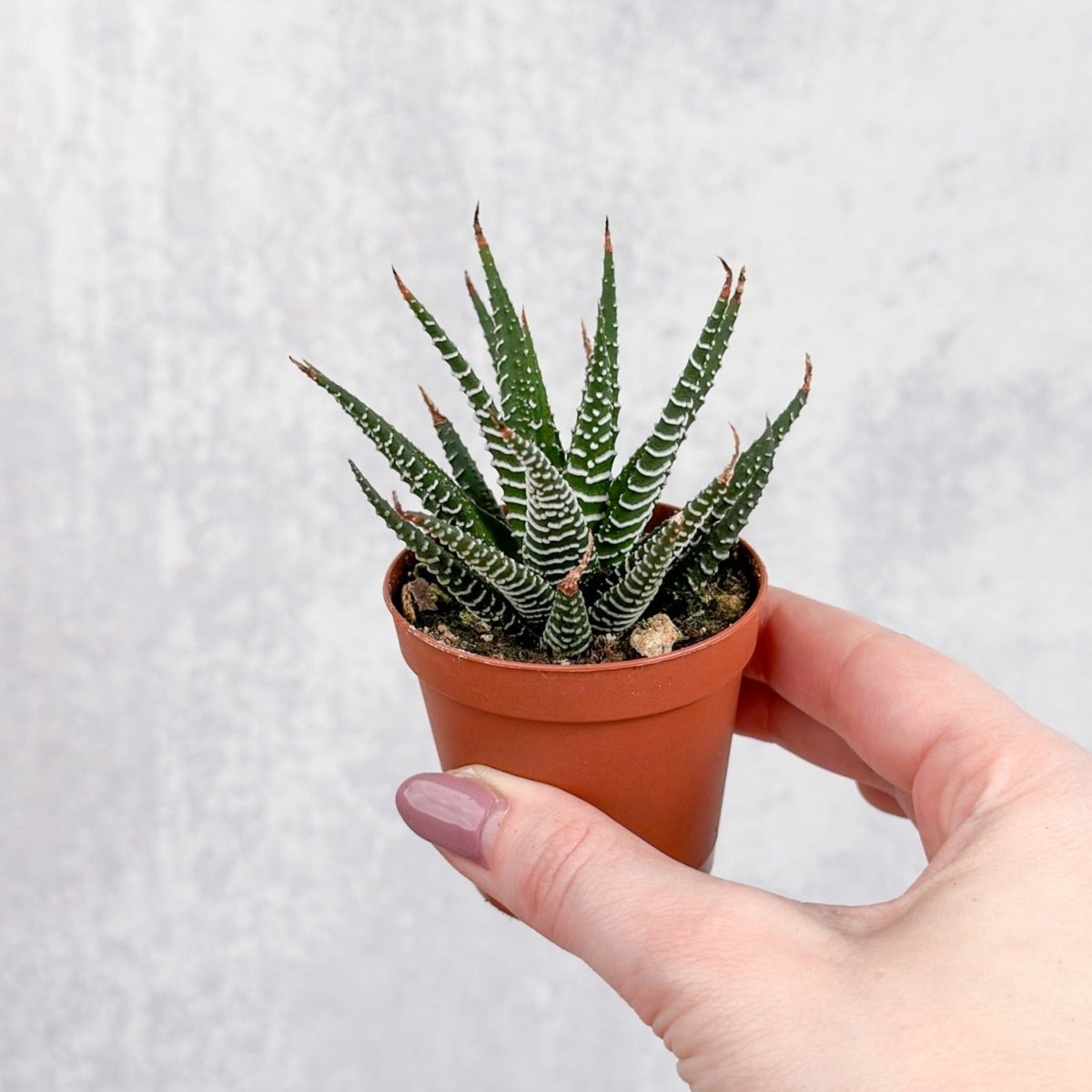 pearl plant succulent Haworthia 'African Pearls'