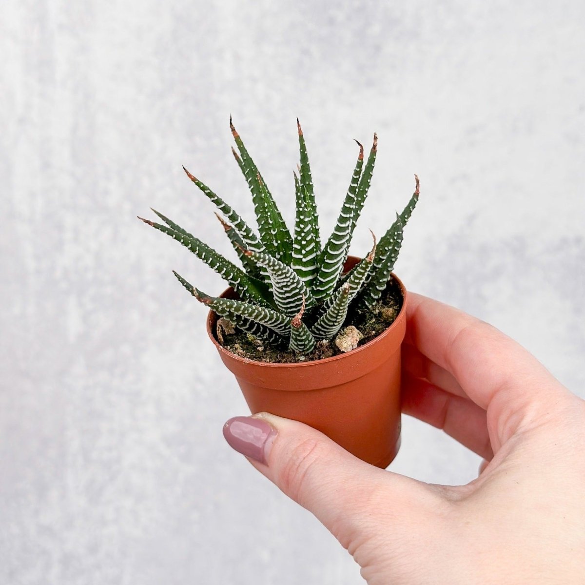succulents from africa Haworthia 'African Pearls'