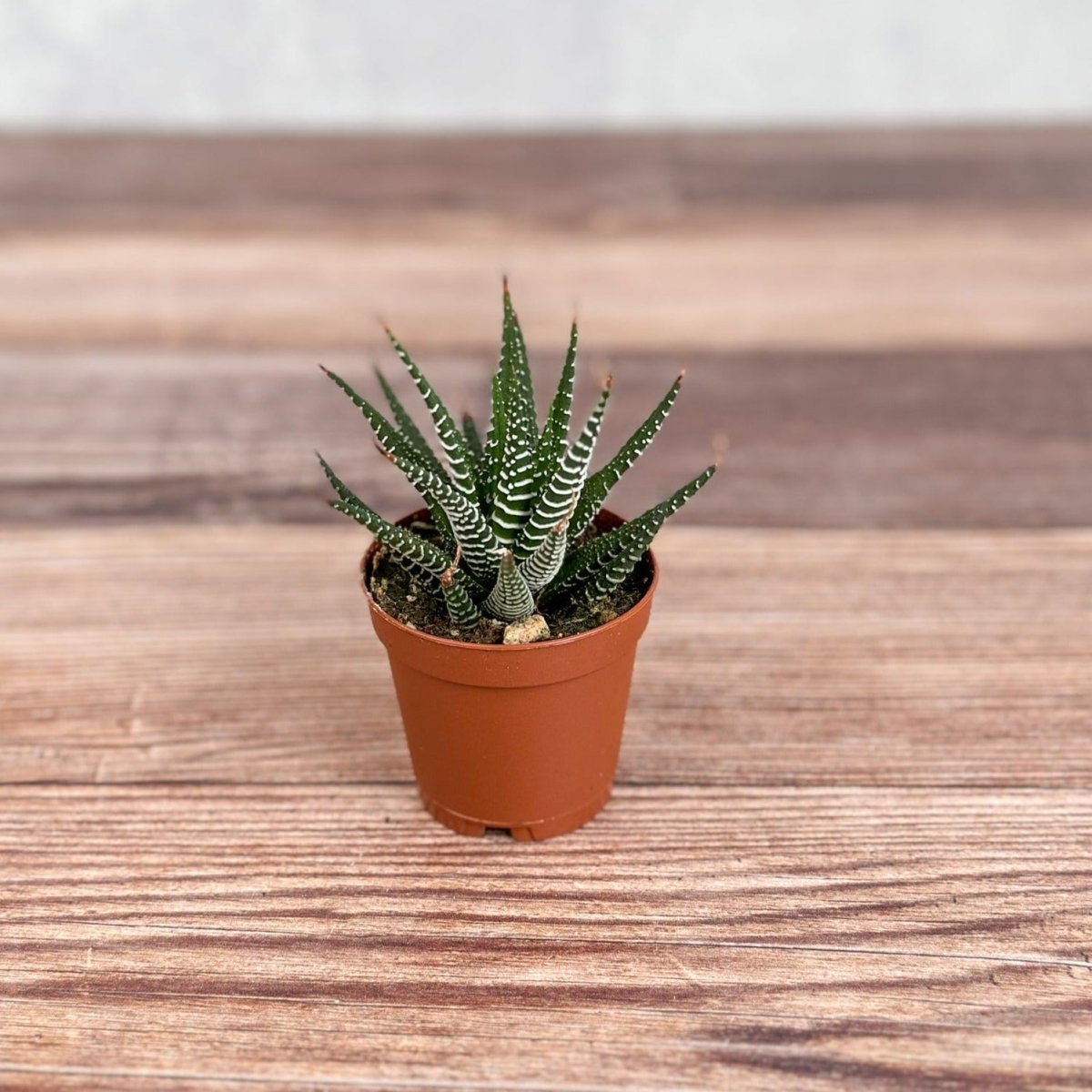 succulent that looks like pearls Haworthia 'African Pearls'