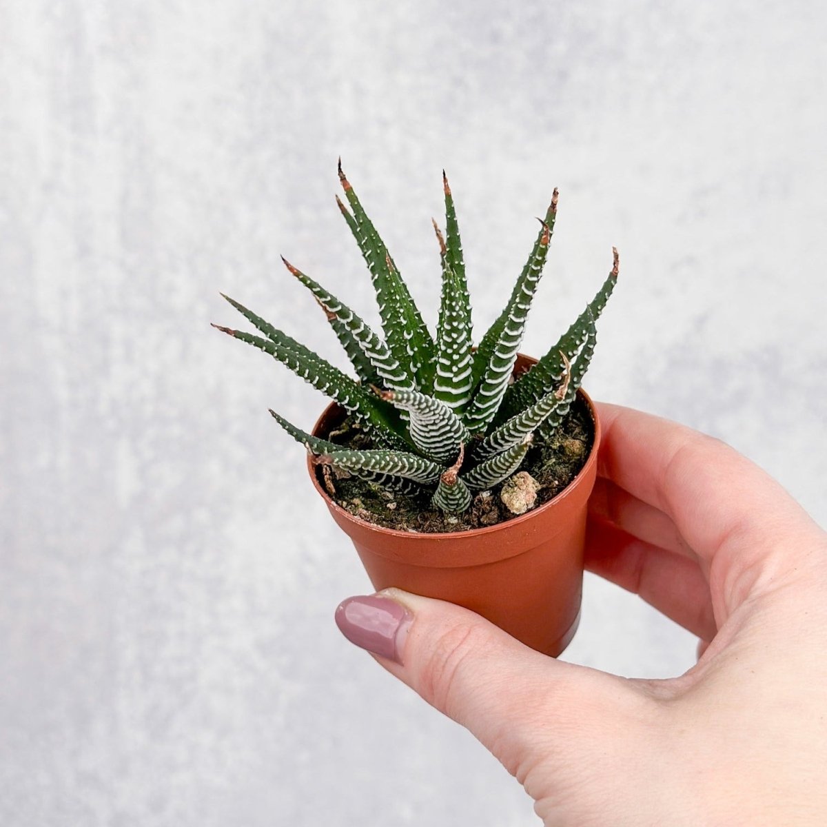 succulent african plant Haworthia 'African Pearls'