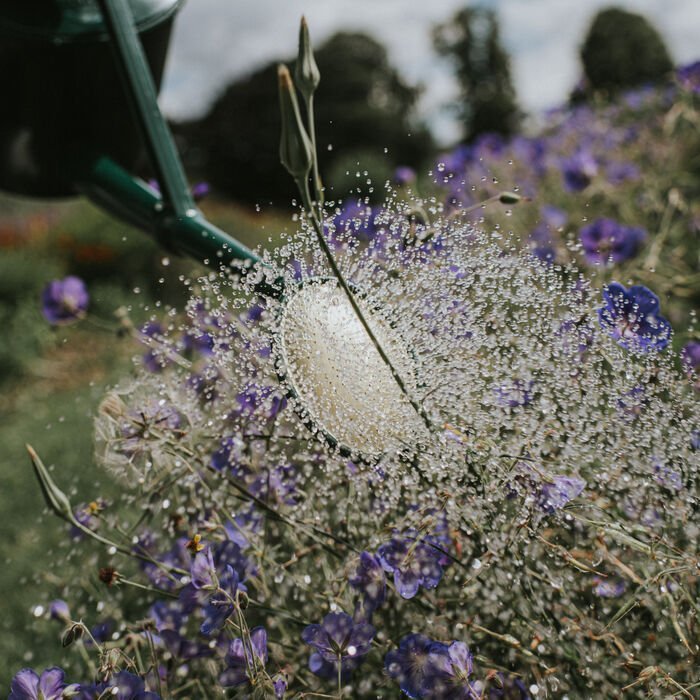 Haws Cradley Deluxe - Watering Can - Ed's Plant Shop