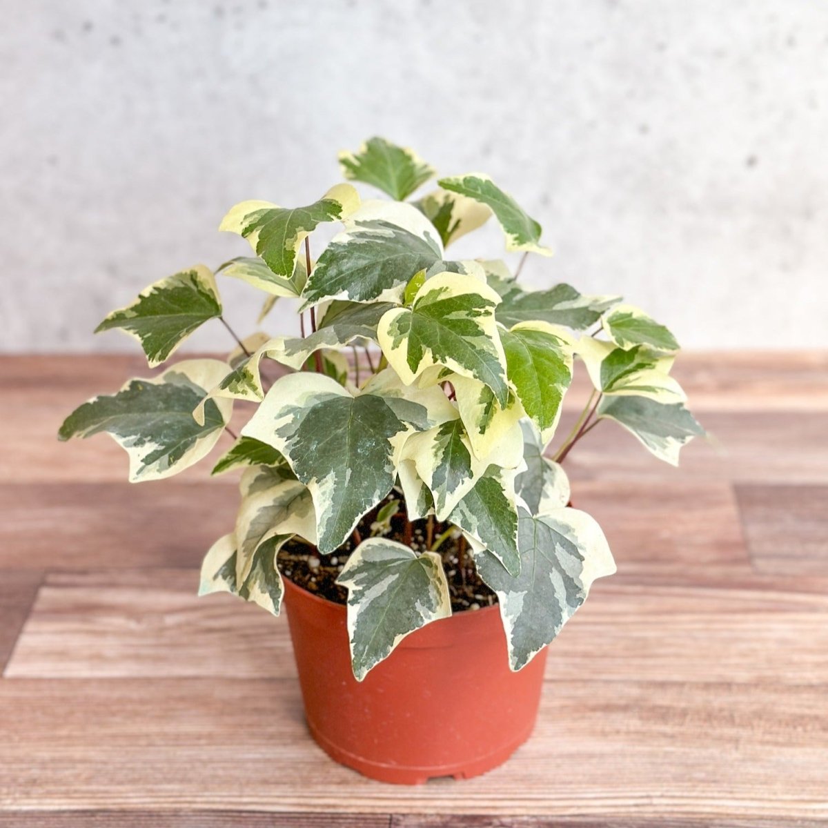 Hedera canariensis
