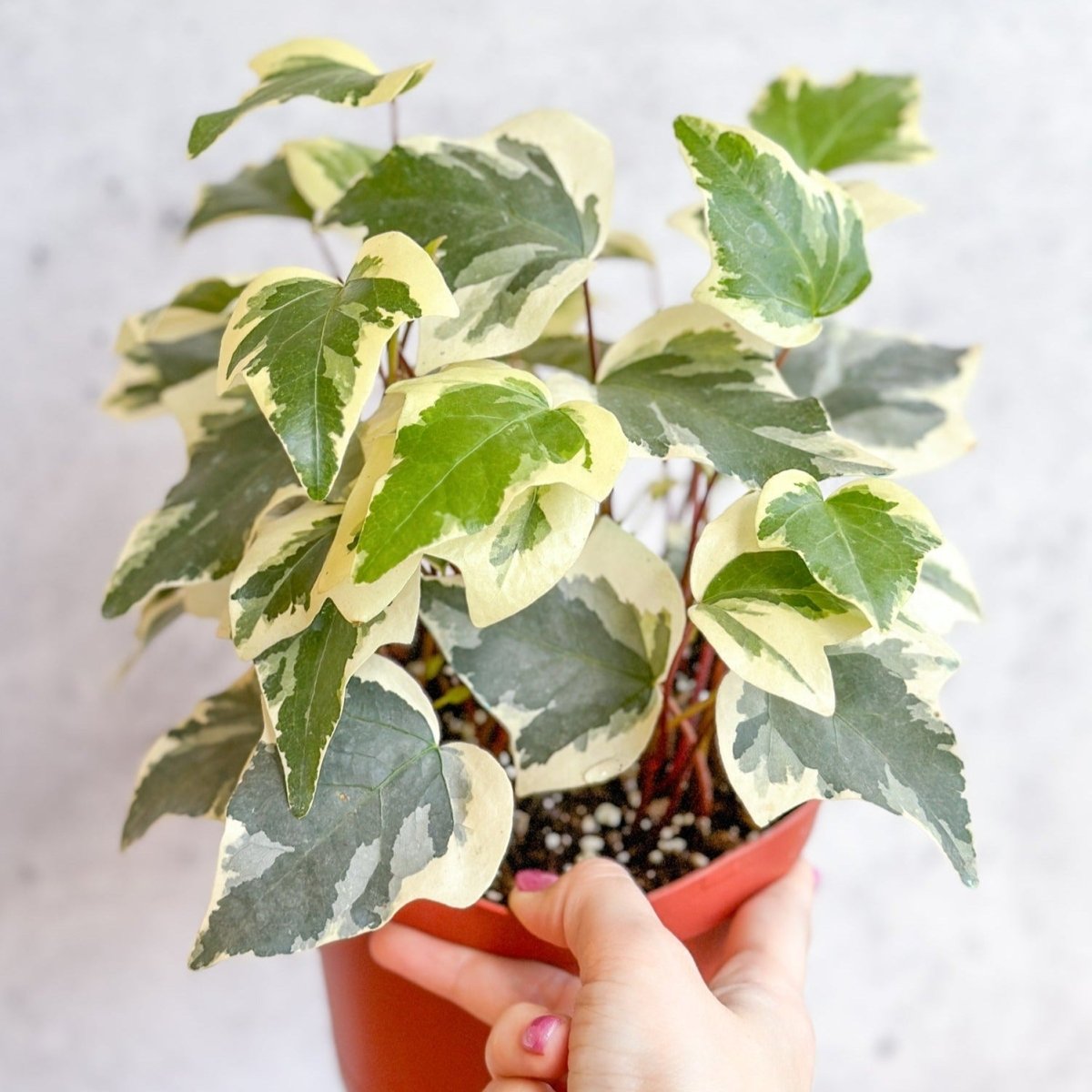 Hedera canariensis - Algerian Ivy - Ed's Plant Shop