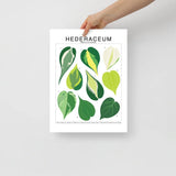 Hederaceum Species ID Chart - Botanical Houseplant Art Print - Ed's Plant Shop