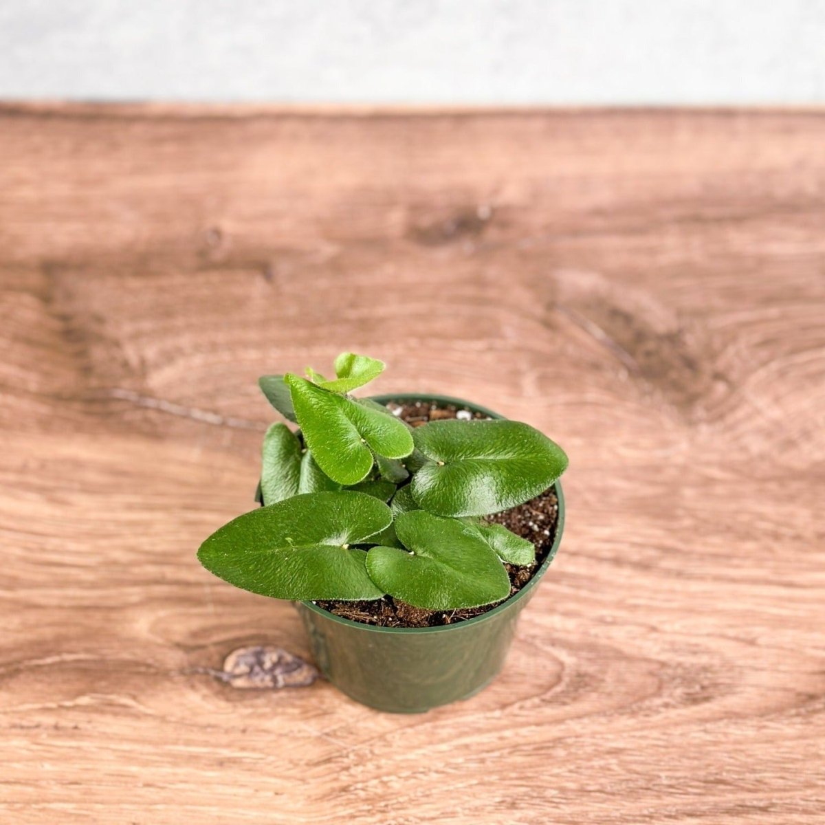 Hemionitis arifolia 'Heart Fern' - Various Sizes - Ed's Plant Shop