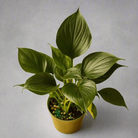 Homalomena ‘Emerald Gem’ – Low Maintenance Tropical Foliage Plant - Ed's Plant Shop