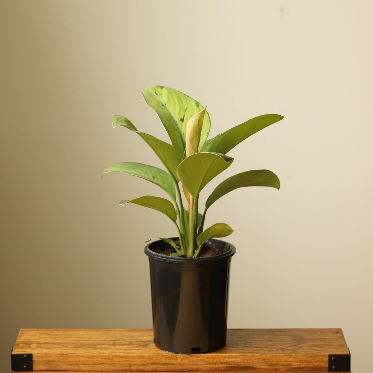 Ed's Plant Shop Homalomena Selby - Thumbnail 5