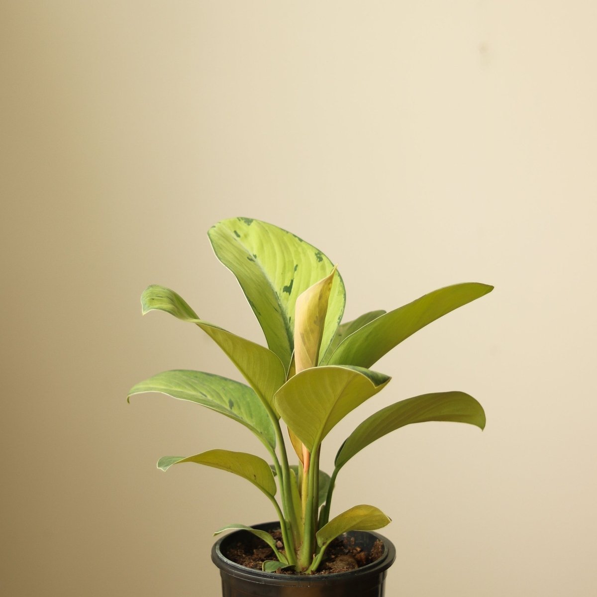 Ed's Plant Shop Homalomena Selby - Thumbnail 3