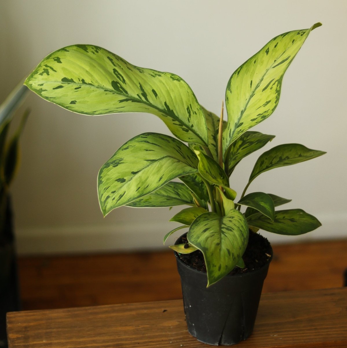 aglaonema selby Homalomena 'Selby'