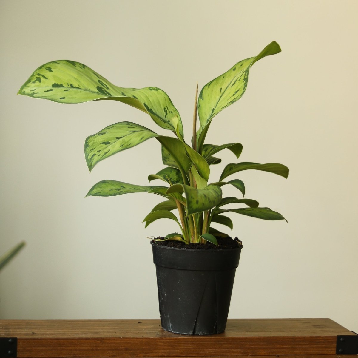 Ed's Plant Shop Homalomena Selby - Thumbnail 4