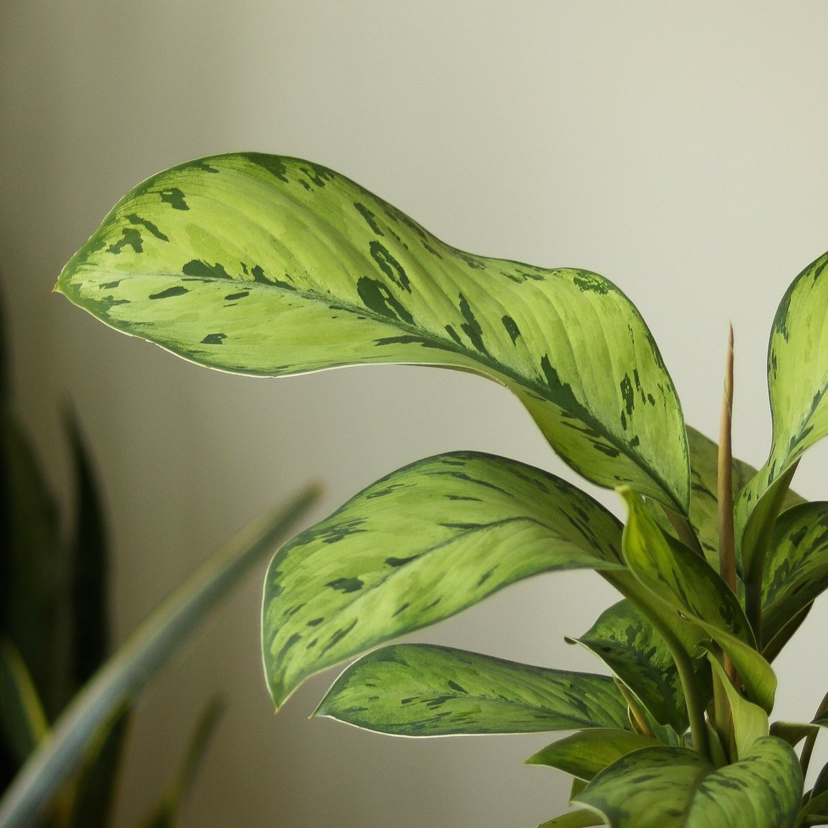 aglaonema selby Homalomena 'Selby'