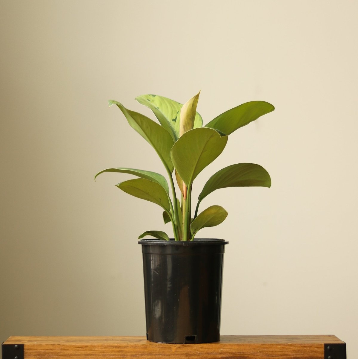 Ed's Plant Shop Homalomena Selby - Thumbnail 2