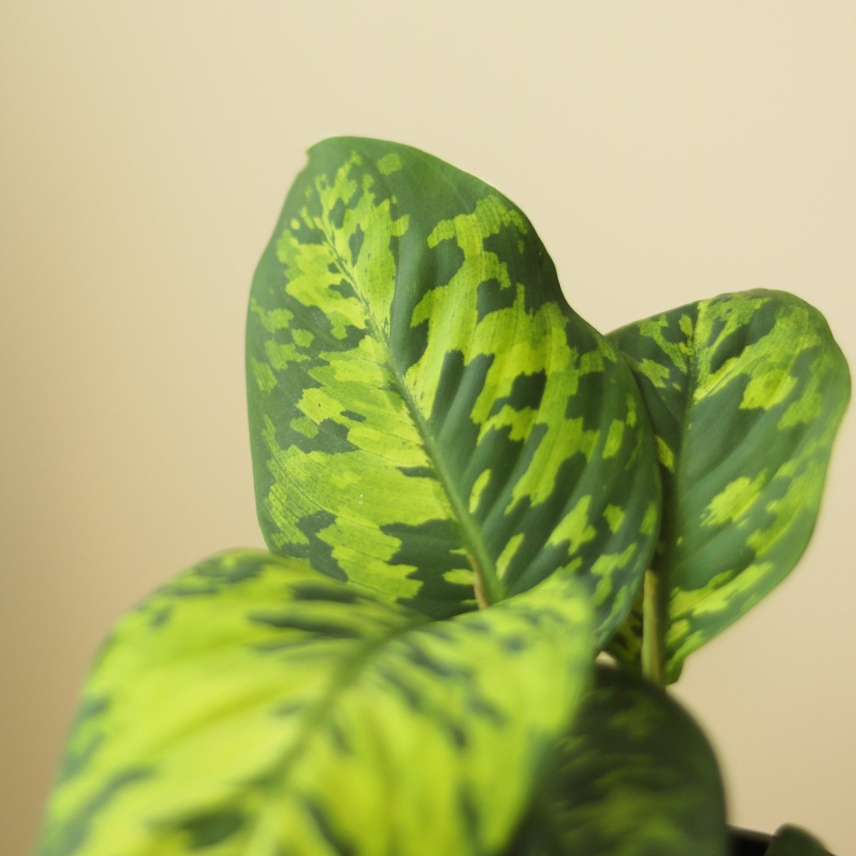 Homalomena wallisii - Army Homalomena – Ed's Plant Shop