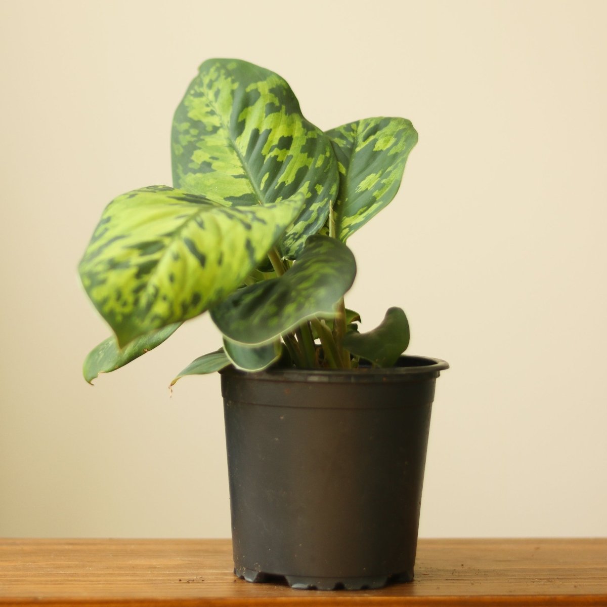 homalomena indoor plant care 4" Nursery Pot