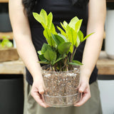 Woman holding a ZZ Plant using Sol Sols Houseplant Chunky Mix in Clear Glass Pot