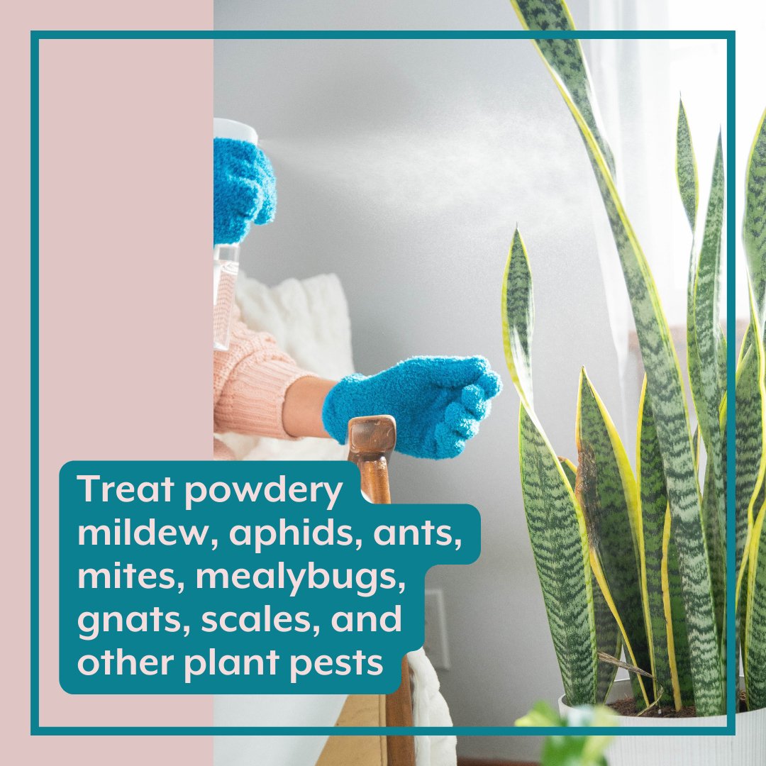 Houseplant DEFENSE Bundle | Natural Pest Control + Gloves + Spray Bottle - Ed's Plant Shop