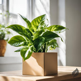 Houseplant Subscription - Subscribe & Thrive! - Ed's Plant Shop