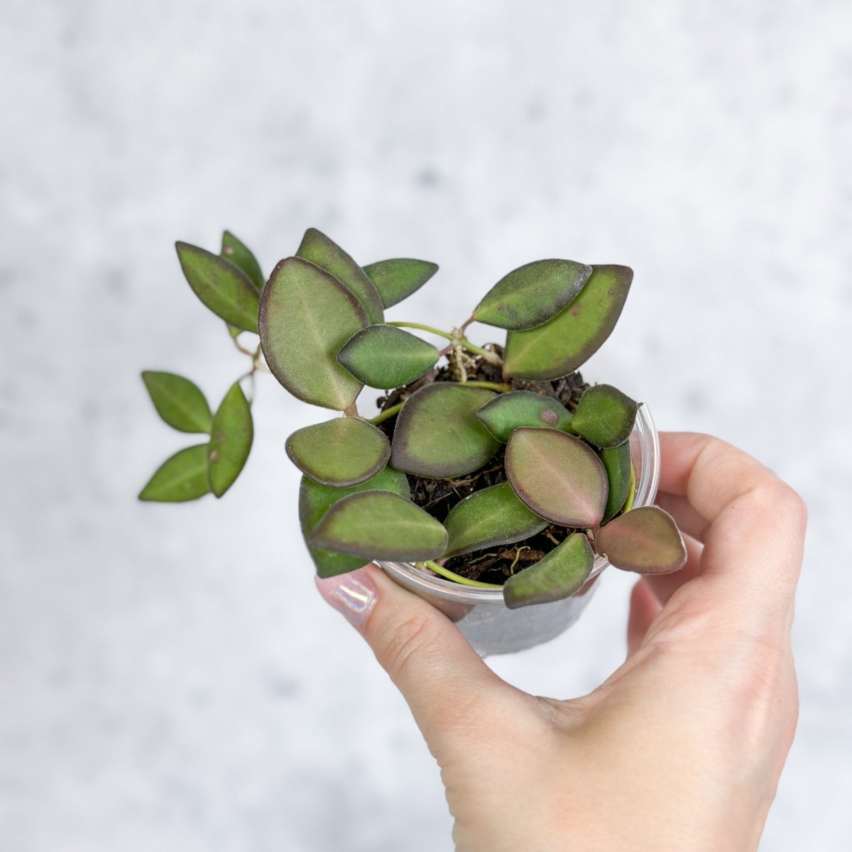 Hoya Affinity Burtoniae - Affinity Hoya - Various Sizes - Ed's Plant Shop