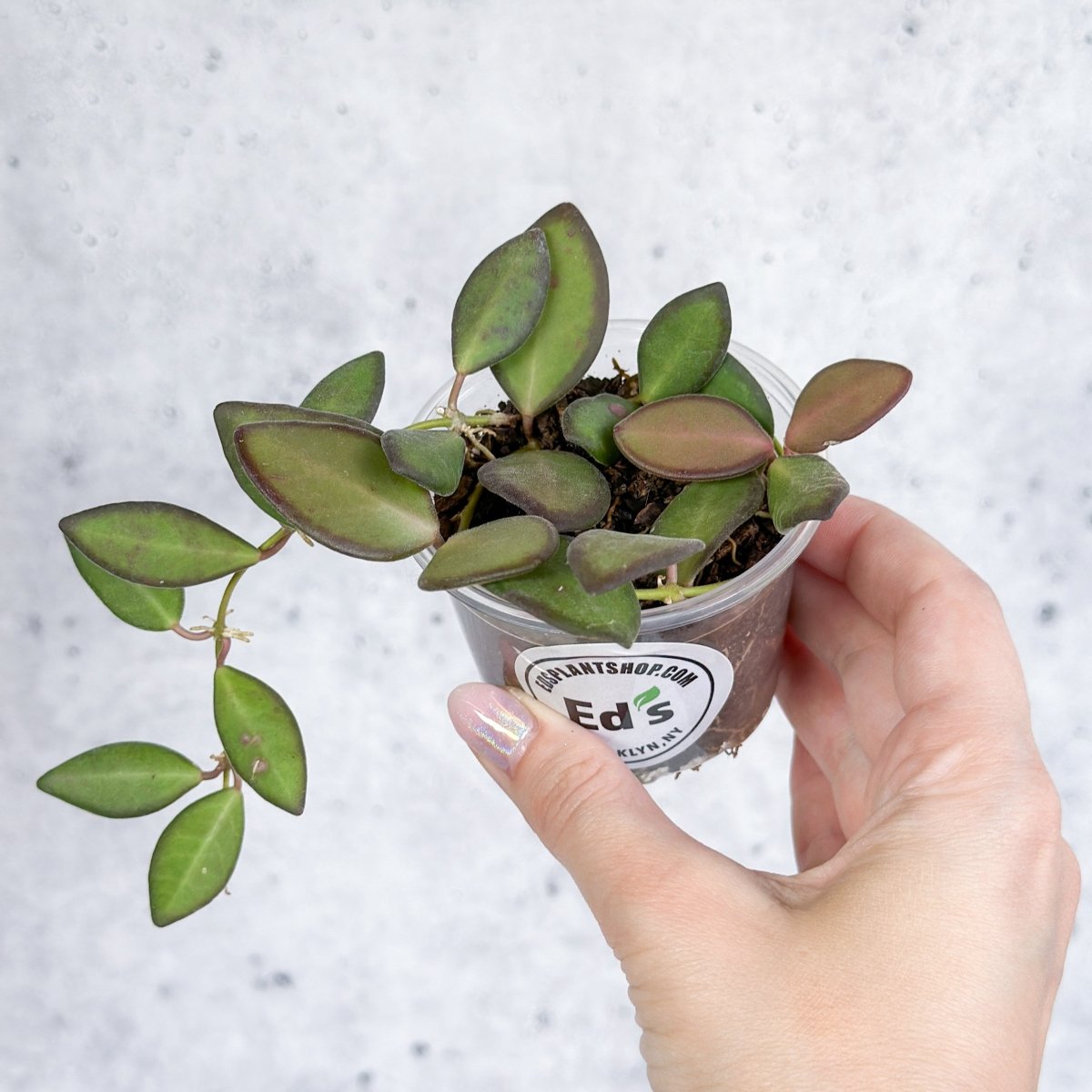 Ed's Plant Shop Hoya Affinity Burtoniae - Thumbnail 2