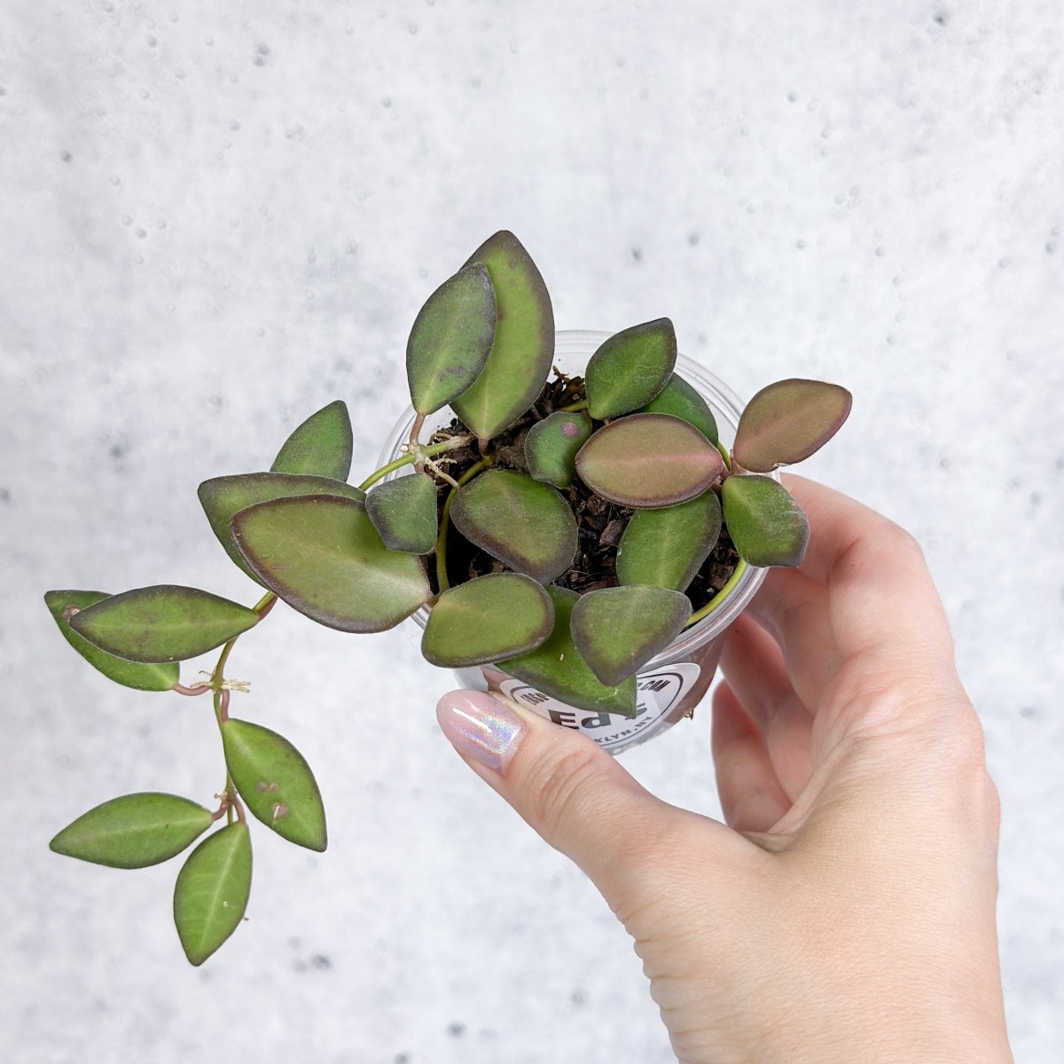 Ed's Plant Shop Hoya Affinity Burtoniae