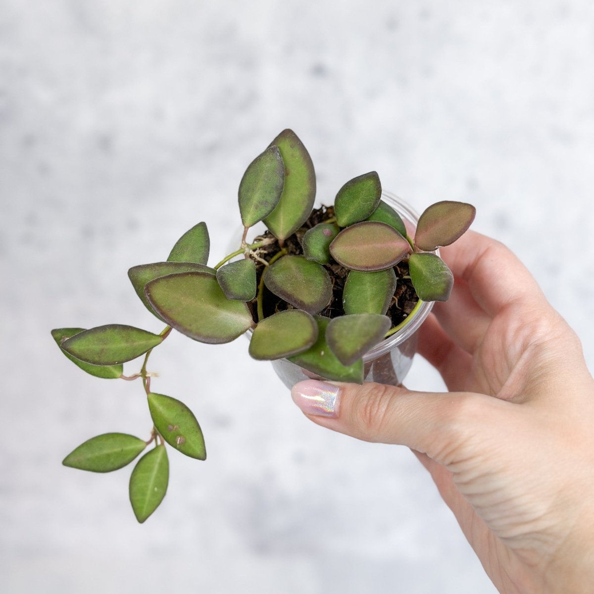 Hoya Affinity Burtoniae - Affinity Hoya - Various Sizes - Ed's Plant Shop