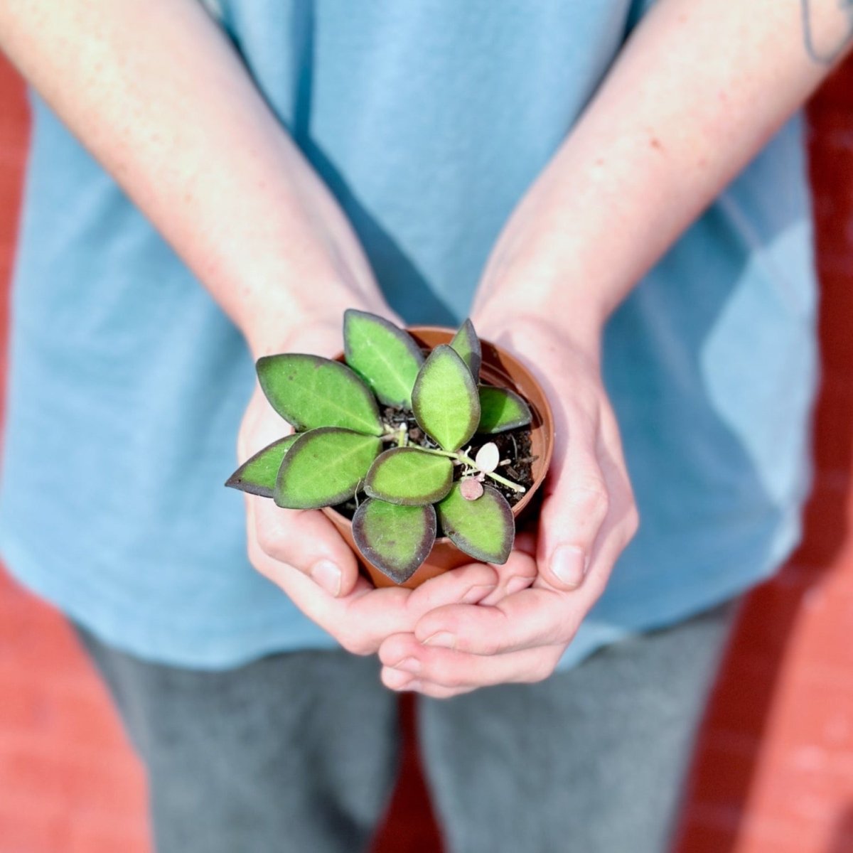 Ed's Plant Shop Hoya Affinity Burtoniae - Thumbnail 4