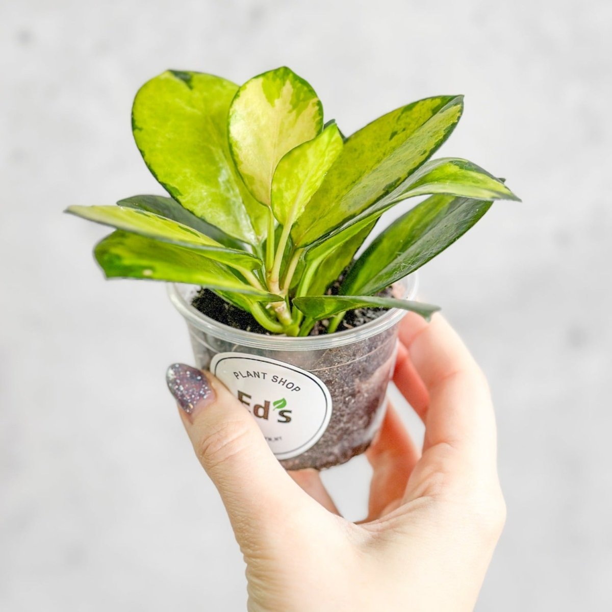 Ed's Plant Shop Hoya Australis Lisa - Thumbnail 4