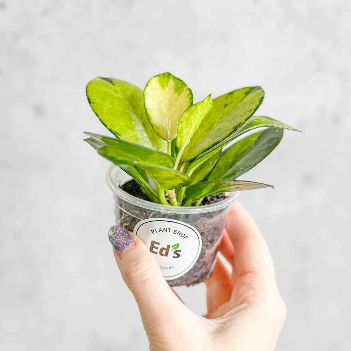 3” Nursery Pot