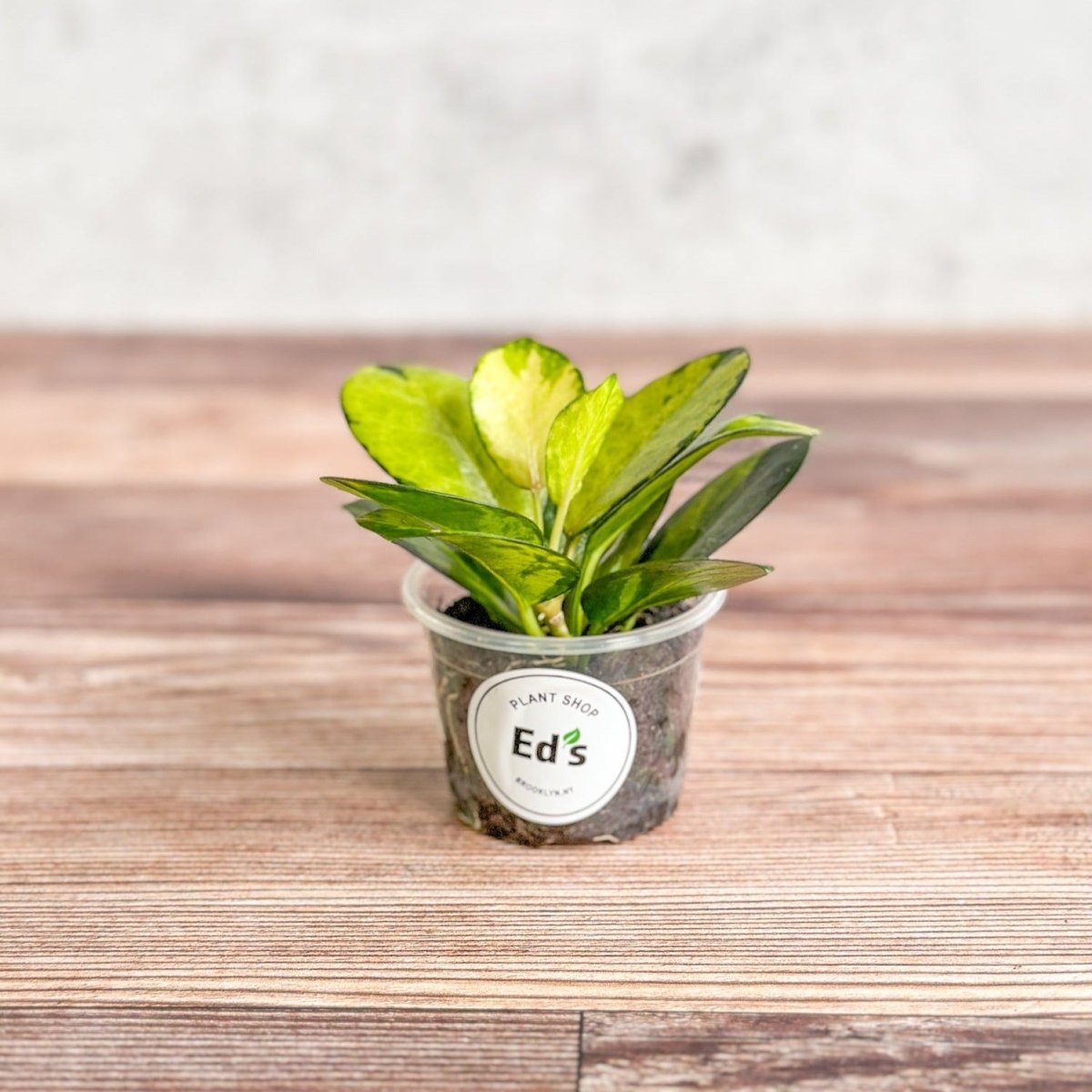 Hoya Australis 'Lisa' - Vibrant and Unique Indoor Plant – Ed's