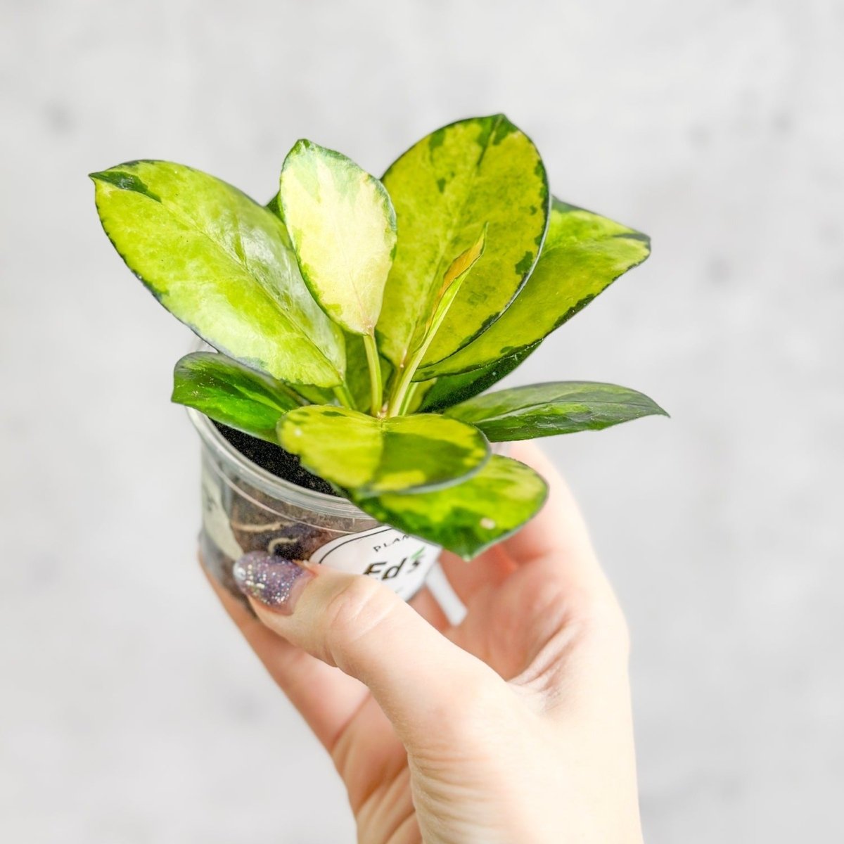 Ed's Plant Shop Hoya Australis Lisa - Thumbnail 2