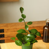 Hoya Australis 'Waxvine' - Various Sizes - Ed's Plant Shop