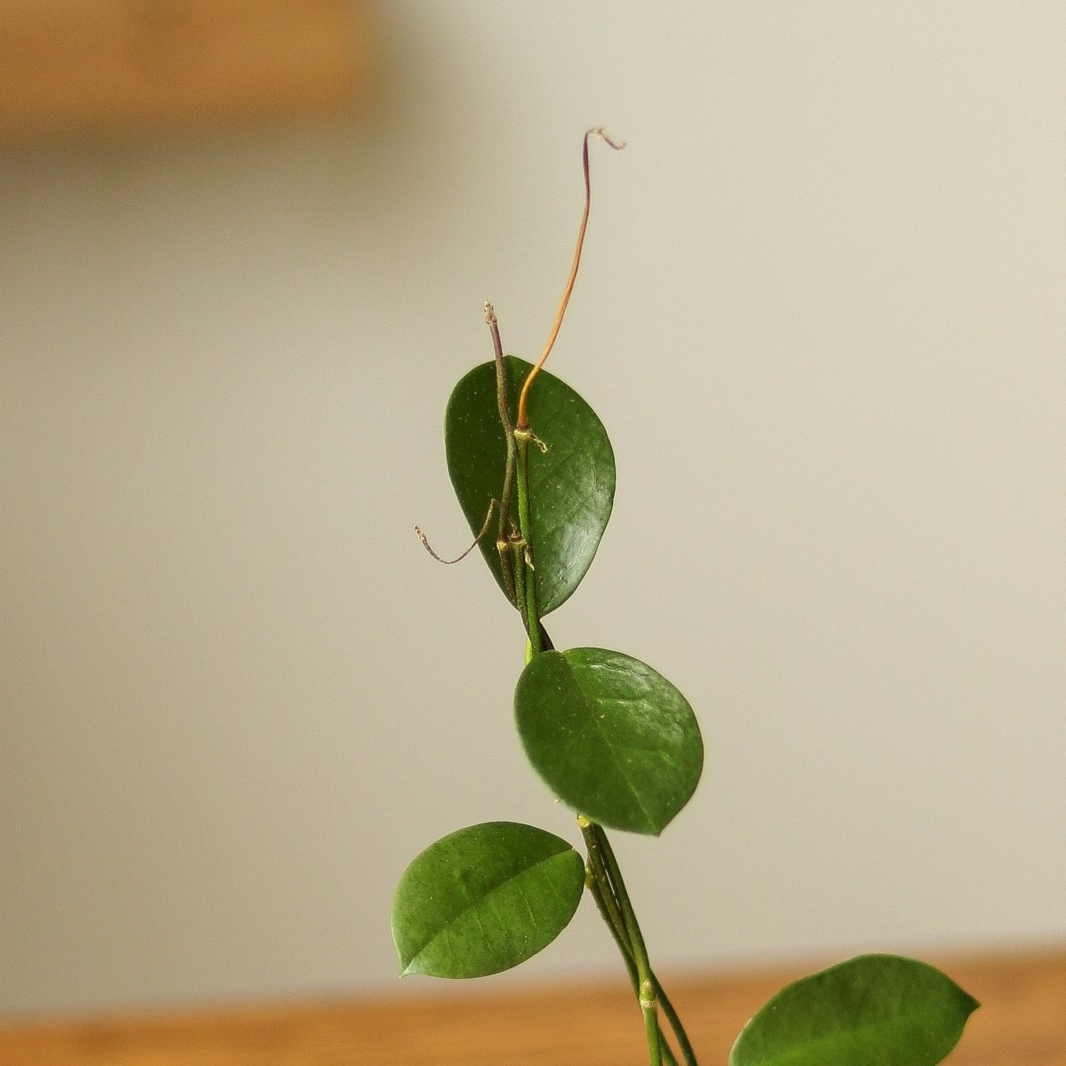 Hoya Australis 'Waxvine' - Various Sizes - Ed's Plant Shop