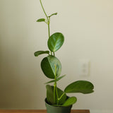 Hoya Australis 'Waxvine' - Various Sizes - Ed's Plant Shop