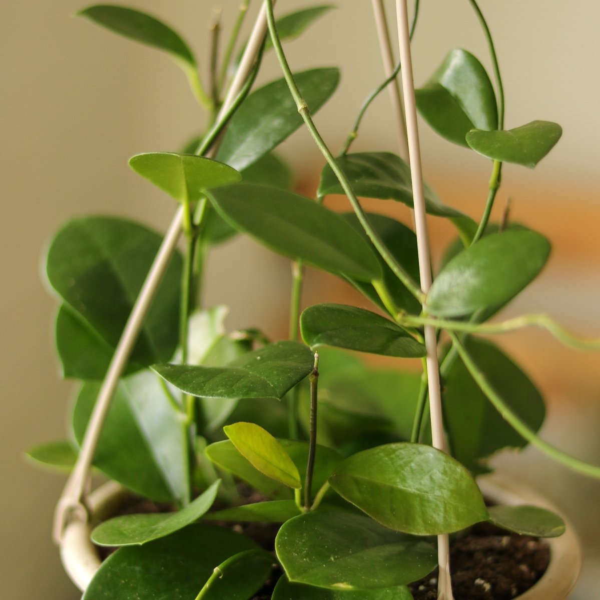 Hoya Australis 'Waxvine' - Various Sizes - Ed's Plant Shop