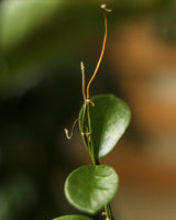 Hoya Australis 'Waxvine' - Various Sizes - Ed's Plant Shop