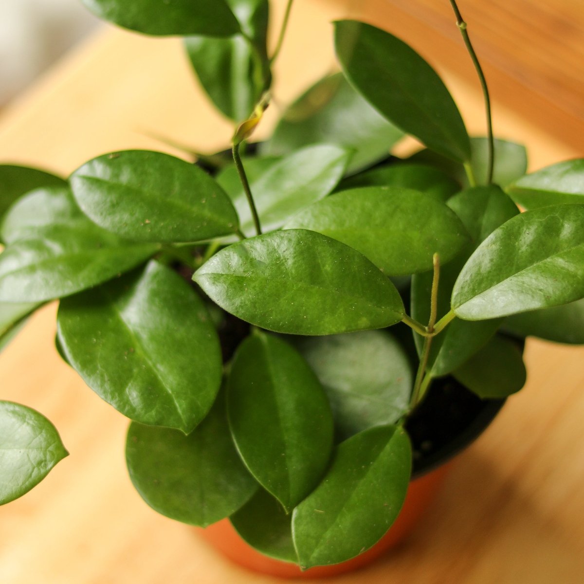 Hoya Australis 'Waxvine' - Various Sizes - Ed's Plant Shop