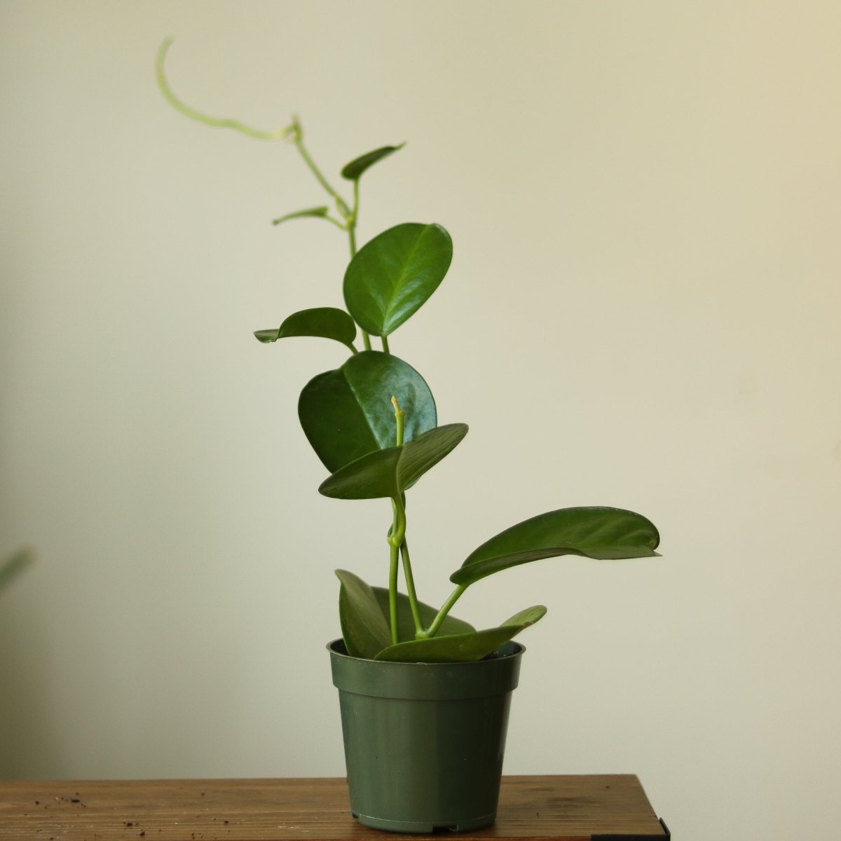 Hoya Australis 'Waxvine' - Various Sizes - Ed's Plant Shop