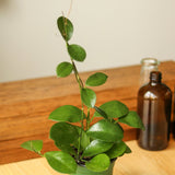 Hoya Australis 'Waxvine' - Various Sizes - Ed's Plant Shop