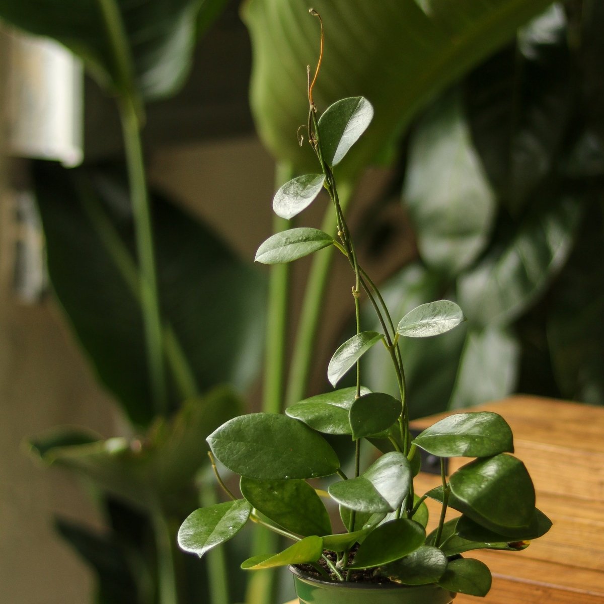 Hoya Australis 'Waxvine' - Various Sizes - Ed's Plant Shop