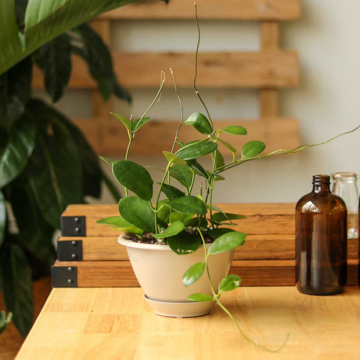 Hoya Australis 'Waxvine' - Various Sizes - Ed's Plant Shop