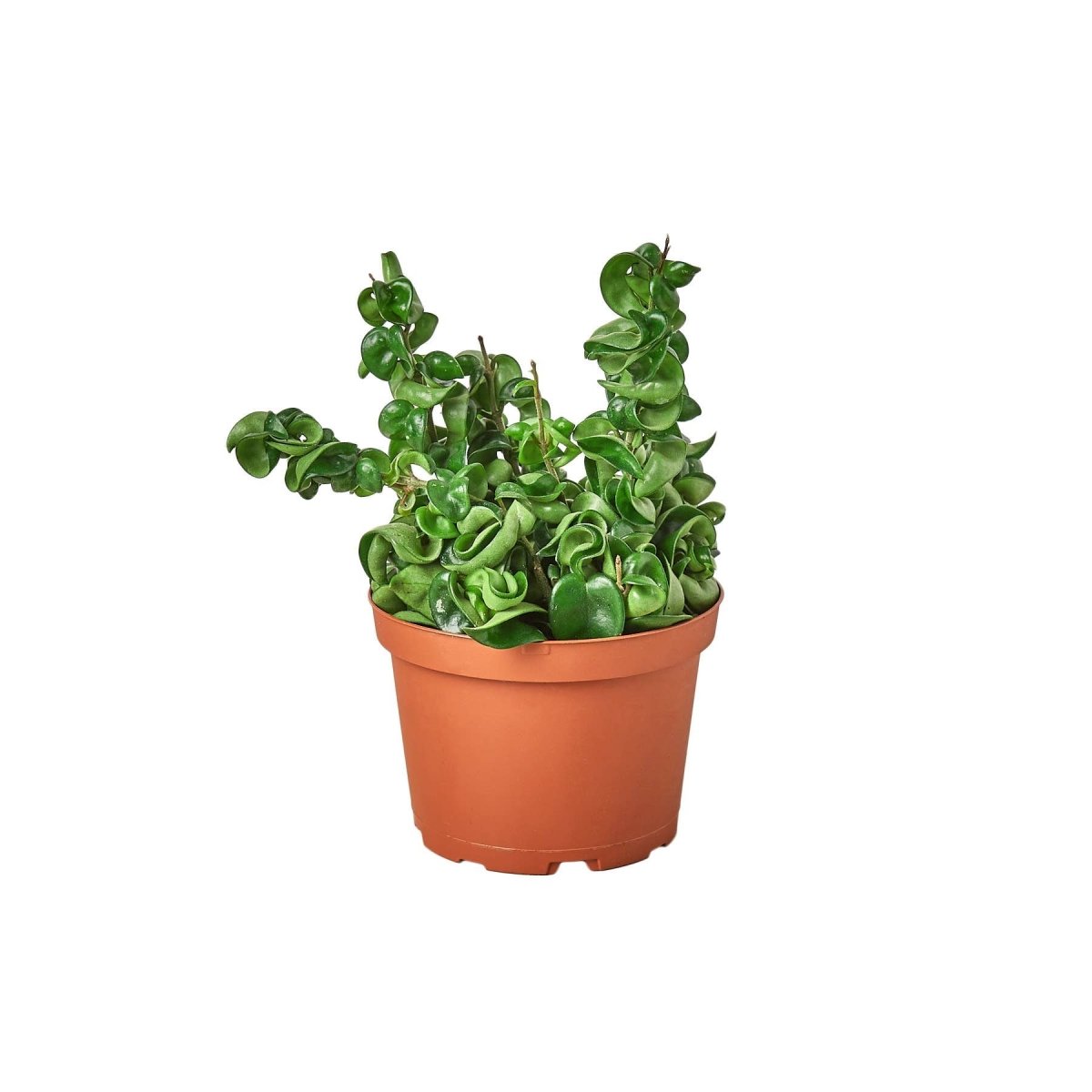 Ed's Plant Shop Hoya Carnosa Compacta - Thumbnail 4